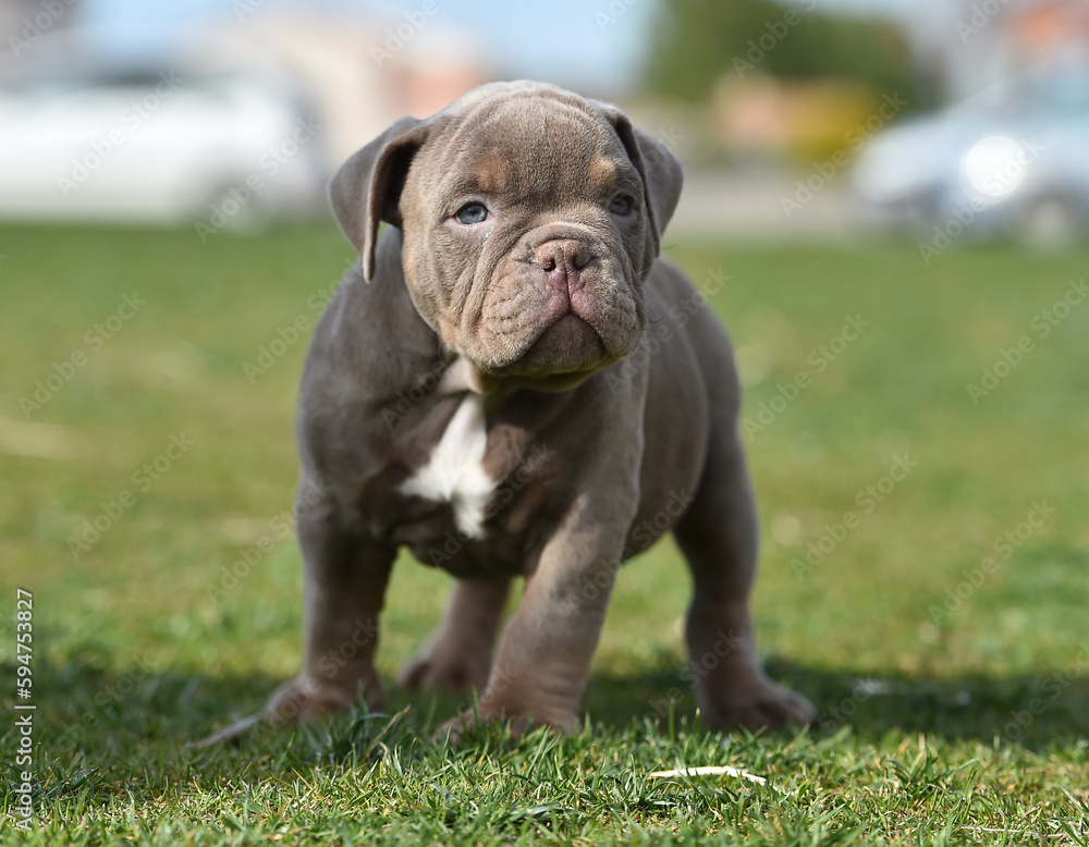 a puppy american bully dog in the park a puppy american bully dog in the park