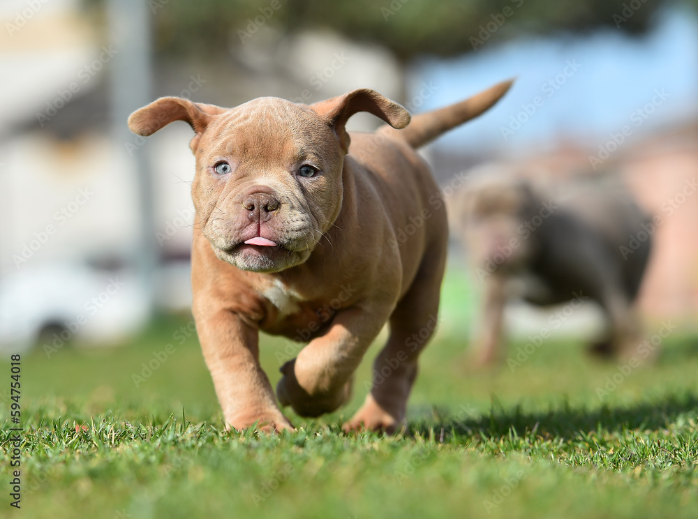 a puppy american bully dog in the park a puppy american bully dog in the park
