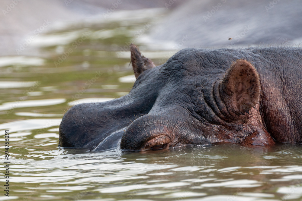 Face of a hippo, starting to submerge into the water of the Kazinga Channel - Queen Elizabeth National Park Uganda Face of a hippo, starting to submerge into the water of the Kazinga Channel - Queen Elizabeth National Park Uganda