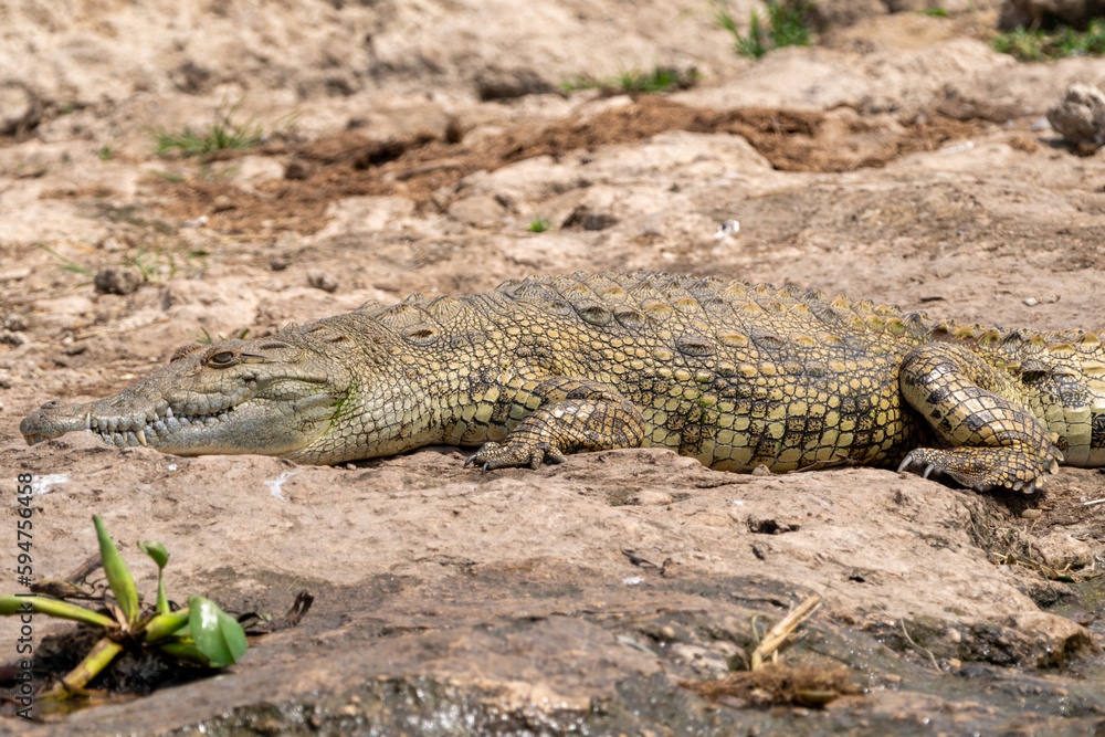 Nile crocodiles lay on the banks of the Kazinga Channel in Ugandas Queen Elizabeth National Park Nile crocodiles lay on the banks of the Kazinga Channel in Ugandas Queen Elizabeth National Park