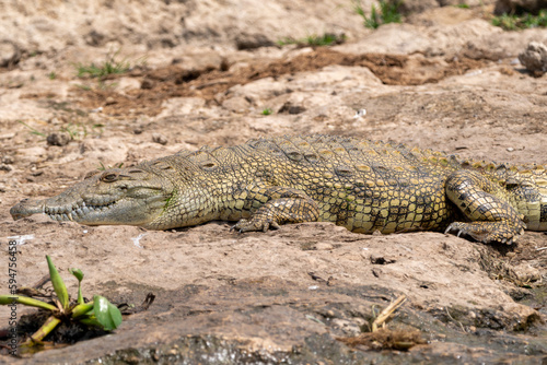 Nile crocodiles lay on the banks of the Kazinga Channel in Ugandas Queen Elizabeth National Park