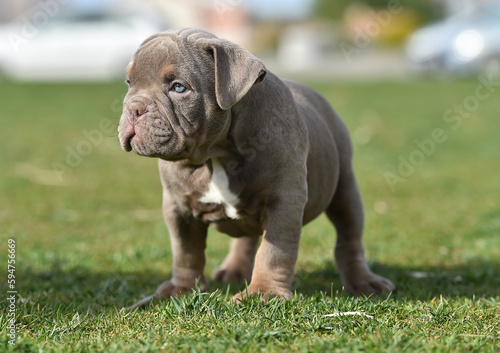 a puppy american bully dog in the park