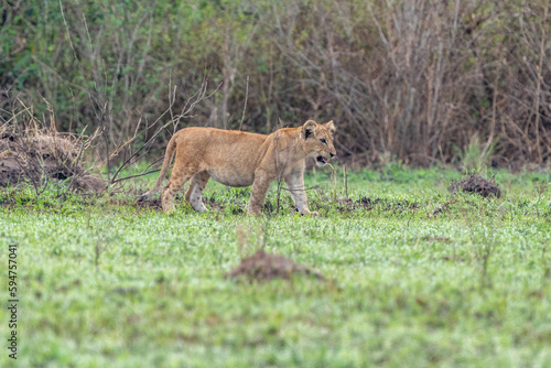 Lion walks in the grass - Queen Elizabeth National Park Uganda