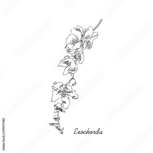 Vector black and white drawing of a flowering branch of an exochorda bush. Botanical image