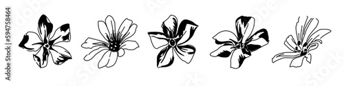 Set of five spring flowers. Drawing forest flowers periwinkle and stellaria