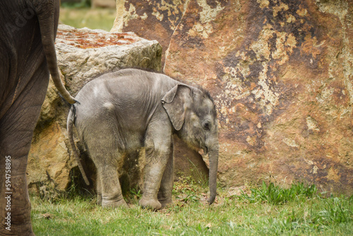 Photography Indian elephants in the zoo habitat