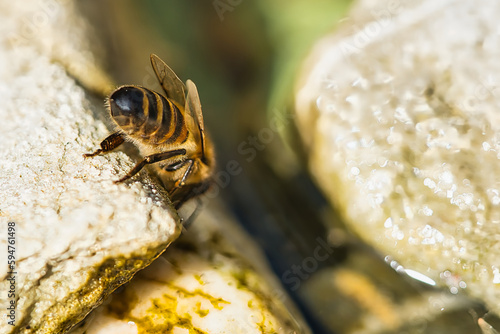 Bees drinking water in a trog photo