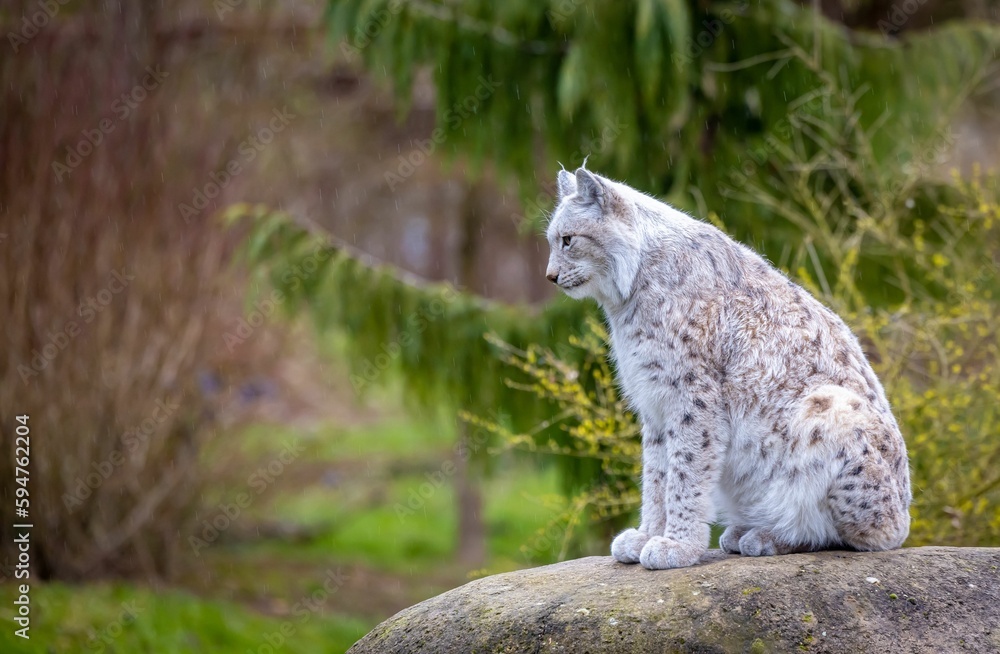 Obraz premium Beautiful Siberian lynx sitting on a rock.