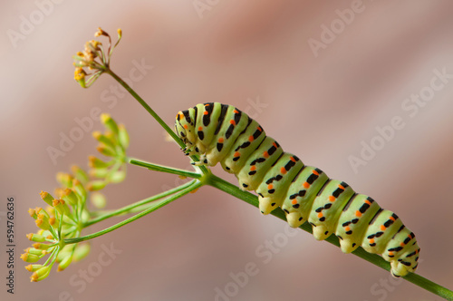 Metamorphosis Unfolds: Discover the Beauty of a Machaon Caterpillar in Close-Up Photography