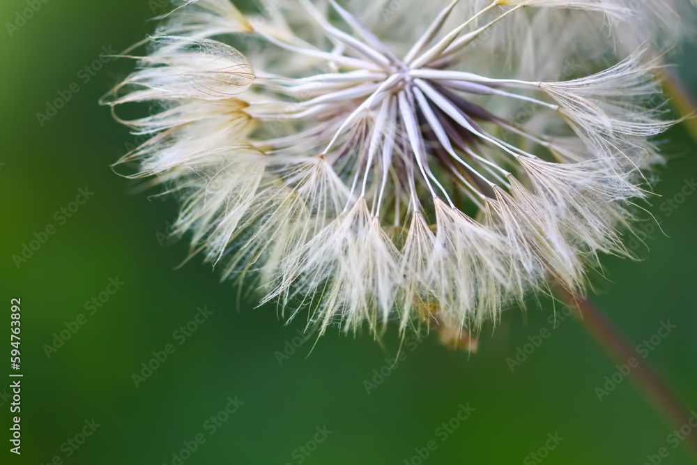 Fototapeta premium Dandelion seeds close up.