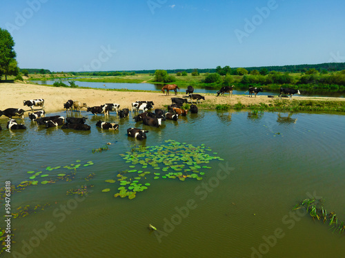 Сows in the lake and on the shore . One horse among cows