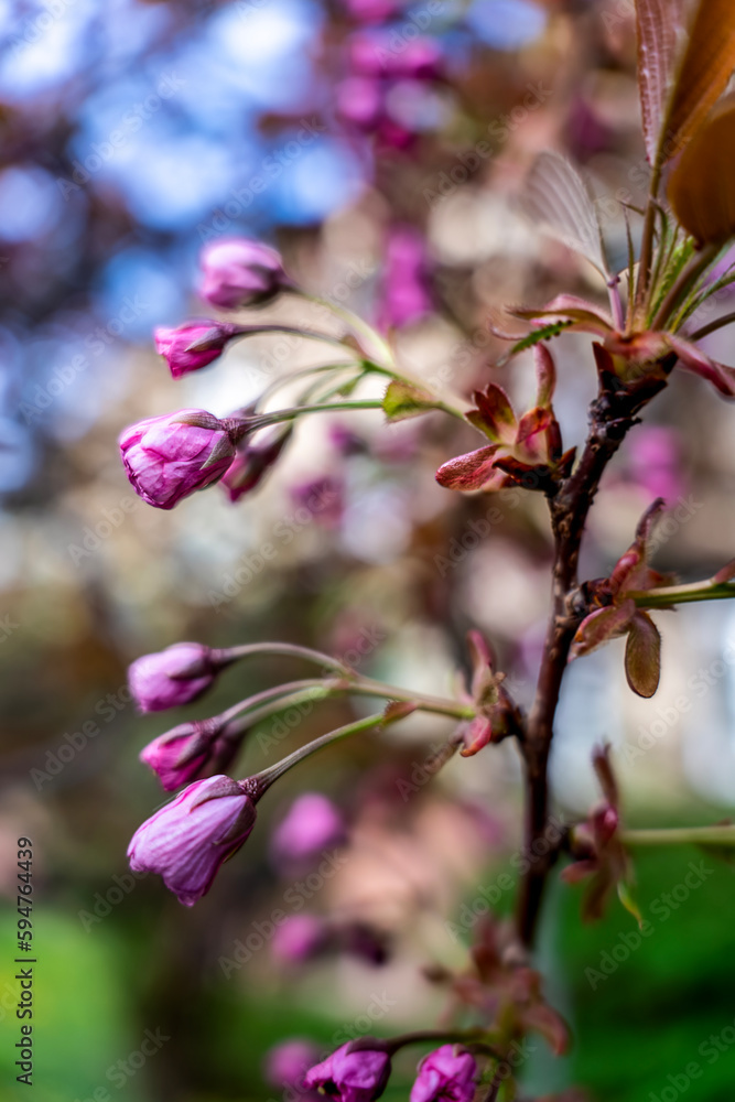 Selective focus of beautiful branches of pink cherry tree under blue sky, beautiful sakura flowers in spring season in park, texture of flora pattern, natural floral background. Selective focus of beautiful branches of pink cherry tree under blue sky, beautiful sakura flowers in spring season in park, texture of flora pattern, natural floral background.