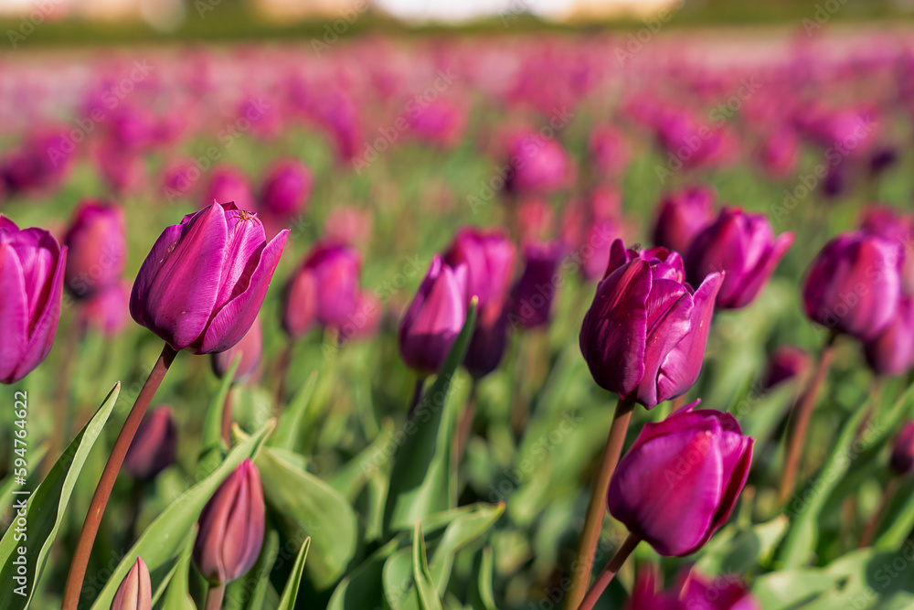 Red tulip growing in the park in spring. spring background Red tulip growing in the park in spring. spring background