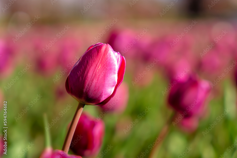 Red tulip growing in the park in spring. spring background 