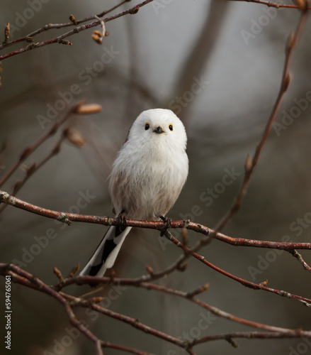 Cute long-tailed tit (Aegithalos caudatus) sitting on a branch in the forest in spring.