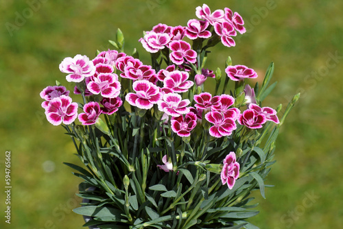 Closeup of flowers of Dianthus caryophyllus 'Pink Kisses' in a faded green Dutch garden. Spring, April. A Dianthus cultivar, pink family or carnation family (Caryophyllaceae)