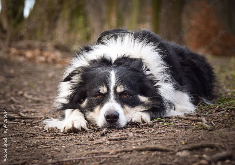 Border collie is laying in the forest. He is so funny and he looks more cute.