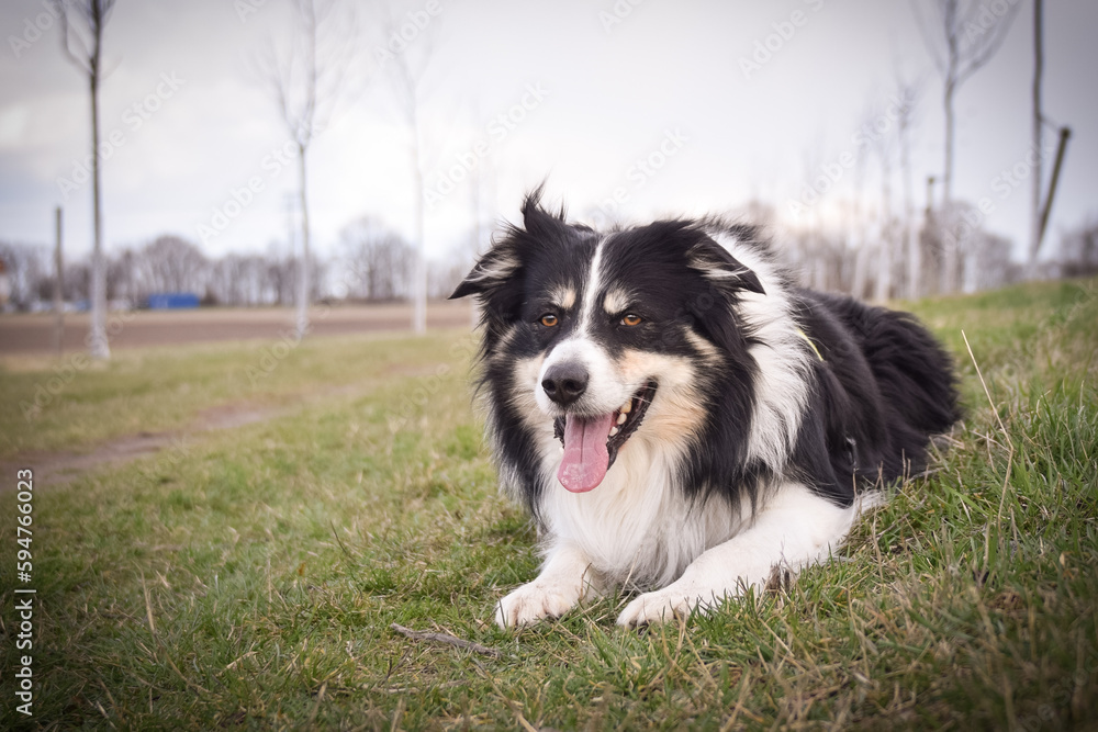 Border collie is laying in the forest. He is so funny and he looks more cute.