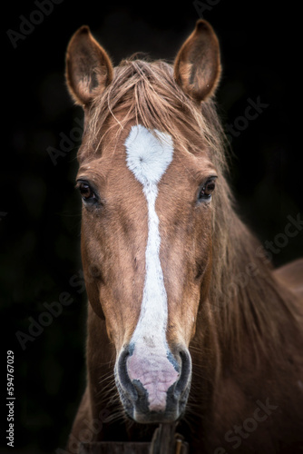 portrait d'un cheval © Audrey