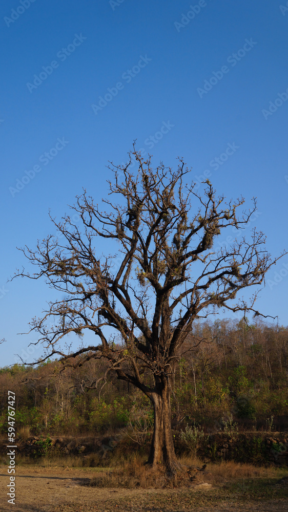 Dead trees at Salton Sea Dry Tree Single old and dead tree isolated on white background Dead trees at Salton Sea Dry Tree Single old and dead tree isolated on white background