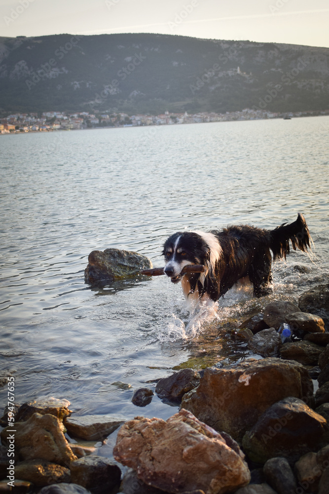 border collie comes out of the sea. wet dog with a stick in his mouth border collie comes out of the sea. wet dog with a stick in his mouth