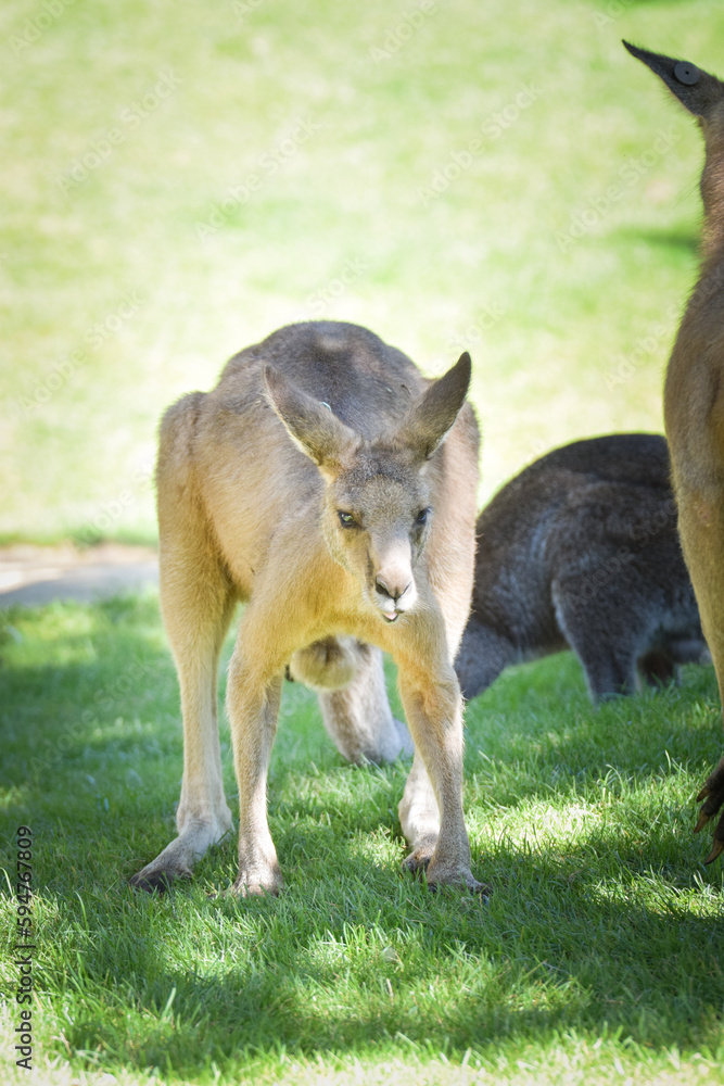 Fototapeta premium Australian kangaroo is in the zoo habitat near to the fence. They have beautiful place for living.