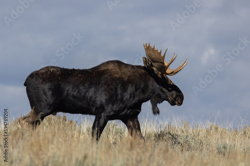 Fototapeta Naklejka Na Ścianę i Meble -  Bull Moose During the Rut in Autumn in Wyoming