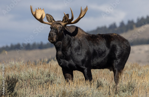Fototapeta Naklejka Na Ścianę i Meble -  Bull Moose During the Rut in Autumn in Wyoming