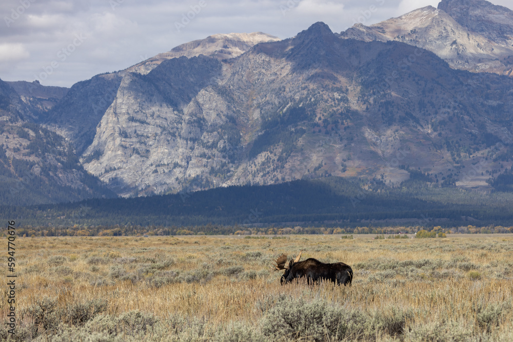 Bull Moose During the Rut in Autumn in Wyoming Bull Moose During the Rut in Autumn in Wyoming