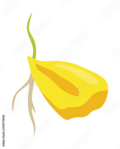 Corn growing stage. Maize growth plant isolated on white background. Farm plant evolving, development stage. Planting process