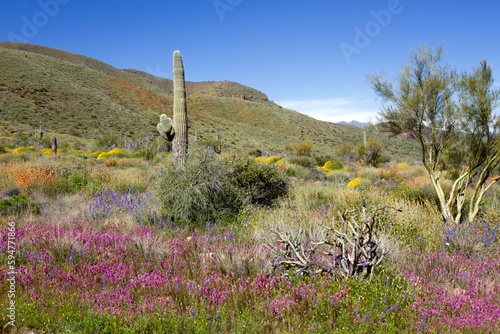Quadro em tela 2023 super bloom of native wildflowers at Theodore Roosevelt Lake in Tonto Natio