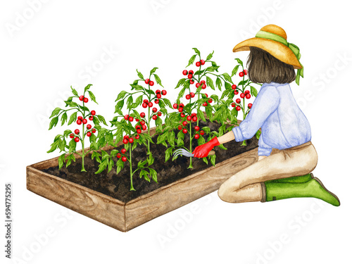 A woman loosens the soil on a wooden garden bed with growing tomatoes. Composition on the theme of gardening, spring seedlings, growing vegetables. 