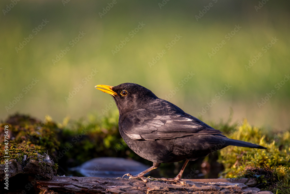Common blackbird Turdus merula in the wild Common blackbird Turdus merula in the wild