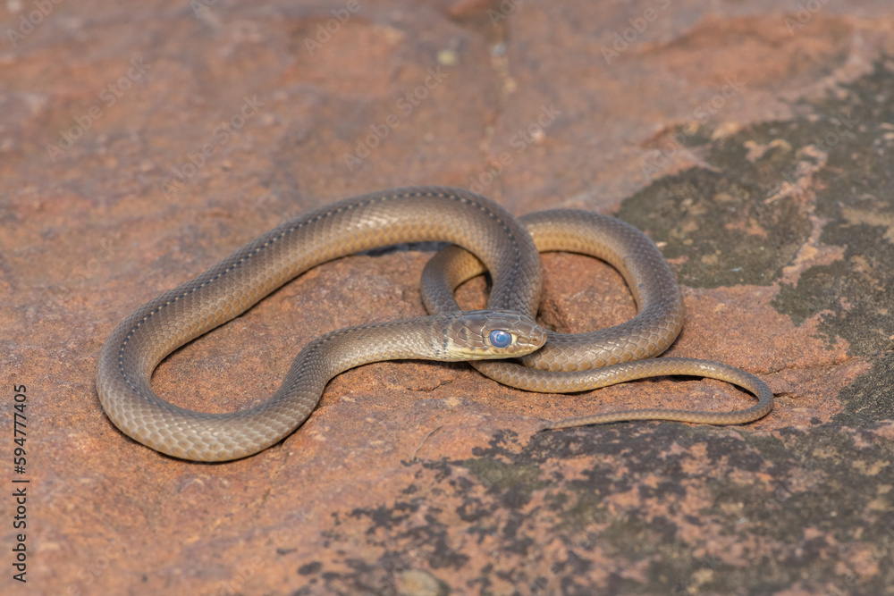 Short-snouted Grass Snake (Psammophis brevirostris) Short-snouted Grass Snake (Psammophis brevirostris)