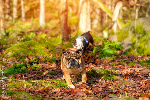 Two brave, fearless Red and Black tri-color English British Bulldogs walking in a forest on sunny day