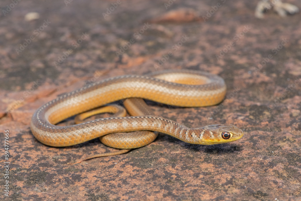 Short-snouted Grass Snake (Psammophis brevirostris) Short-snouted Grass Snake (Psammophis brevirostris)