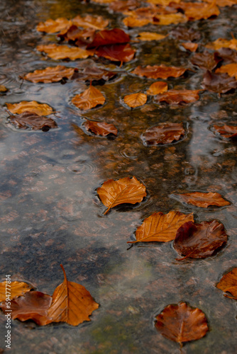 Fall raindrops falling into puddle with autumnal leaves. Hello Fall Autumn leaves float on the surface of the water. Fallen orange leaf is sailing on dark puddle. Hygge atmosphere Falling rain drops