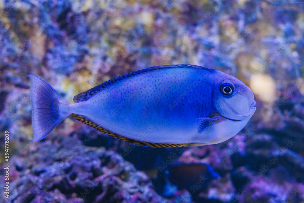 Naso vlamingii fish in aquarium Naso vlamingii fish in aquarium