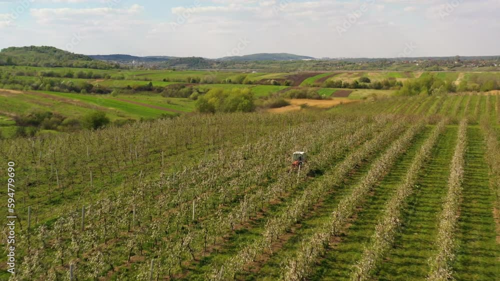 A small tractor works in a field with apple trees. Spring footage of a blossoming apple orchard on an industrial scale in Ukraine. A small tractor works in a field with apple trees. Spring footage of a blossoming apple orchard on an industrial scale in Ukraine.