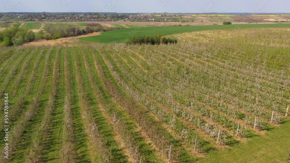 Aerial shot over garden trees. Agricultural farmer field with an orchard of apple trees planted in a smooth row. Cultivation of fruit crops Aerial shot over garden trees. Agricultural farmer field with an orchard of apple trees planted in a smooth row. Cultivation of fruit crops