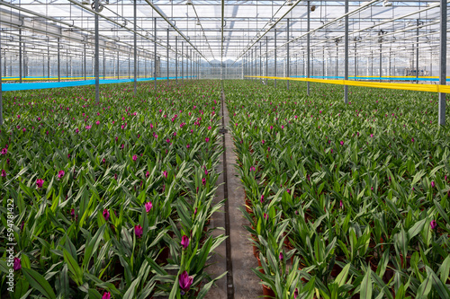 Young plants of Turmeric, Curcuma longa flowering plant of ginger family, decorative or ornamental flower growing in Dutch greenhouse