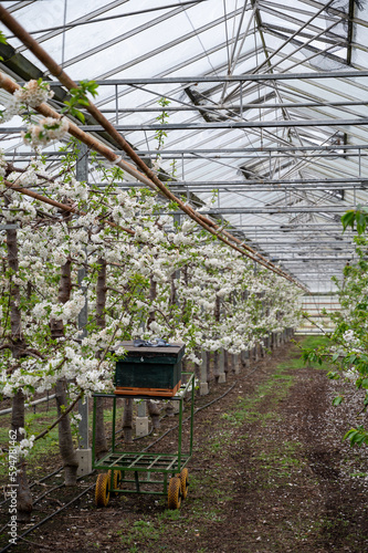 Rows of cherry trees with white blossom in fruit orchard with protection sytem from birds in sunny spring day  Betuwe  Netherlands