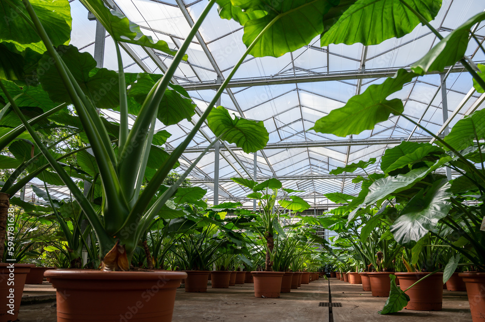 Cultivation of differenent tropical and exotic indoor palms and evergreen plants in glasshouse in Westland, North Holland, Netherlands. Flora industry Cultivation of differenent tropical and exotic indoor palms and evergreen plants in glasshouse in Westland, North Holland, Netherlands. Flora industry
