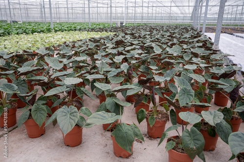 Cultivation of differenent tropical and exotic indoor palms and evergreen plants in glasshouse in Westland, North Holland, Netherlands. Flora industry photo