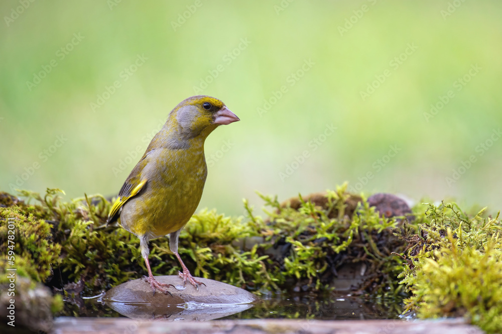 European greenfinch Chloris chloris or common greenfinch is a small songbird European greenfinch Chloris chloris or common greenfinch is a small songbird