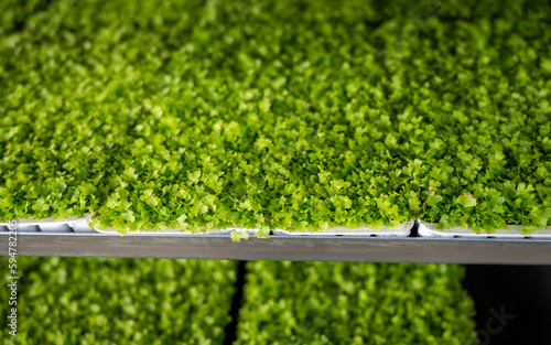 Cultivation of differenent indoor fern plants in glasshouse in Westland, North Holland, Netherlands. Flora industry, photo