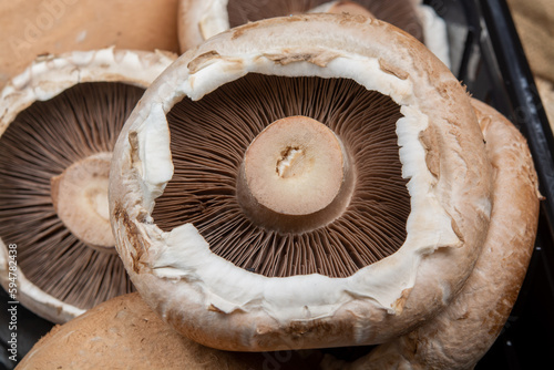 Tasty vegetarian food, large brown champignons Agaricus bisporus portobello mushrooms photo