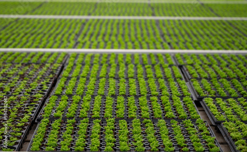 Cultivation of differenent indoor fern plants in glasshouse in Westland, North Holland, Netherlands. Flora industry, photo