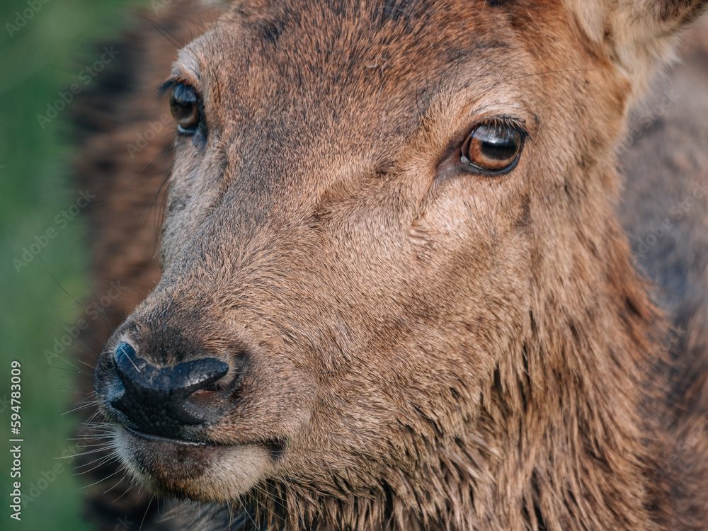 close up of a deer