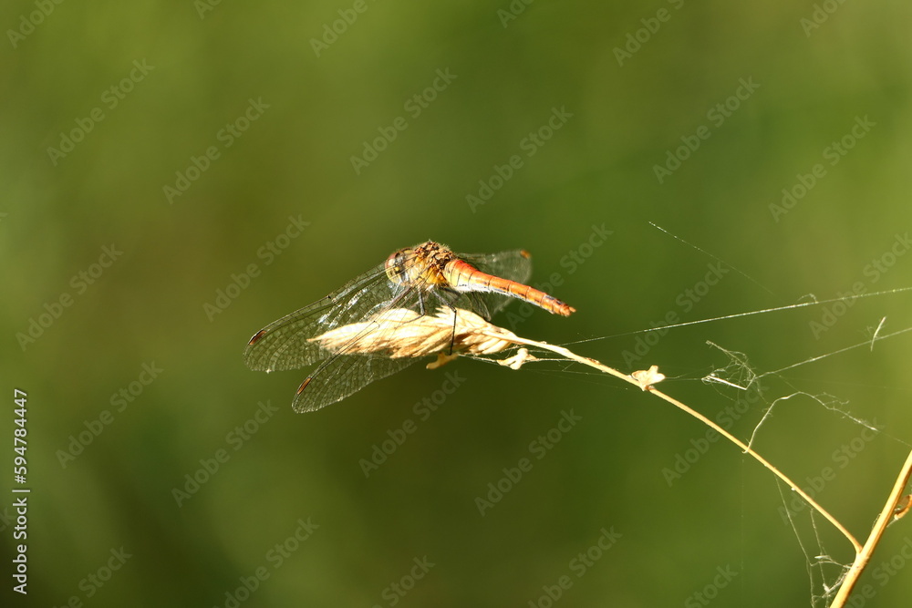 Dragonfly on a green background, closeup. High quality photo Dragonfly on a green background, closeup. High quality photo